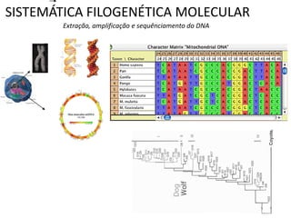 SISTEMÁTICA FILOGENÉTICA MOLECULAR
        Extração, amplificação e sequênciamento do DNA
 