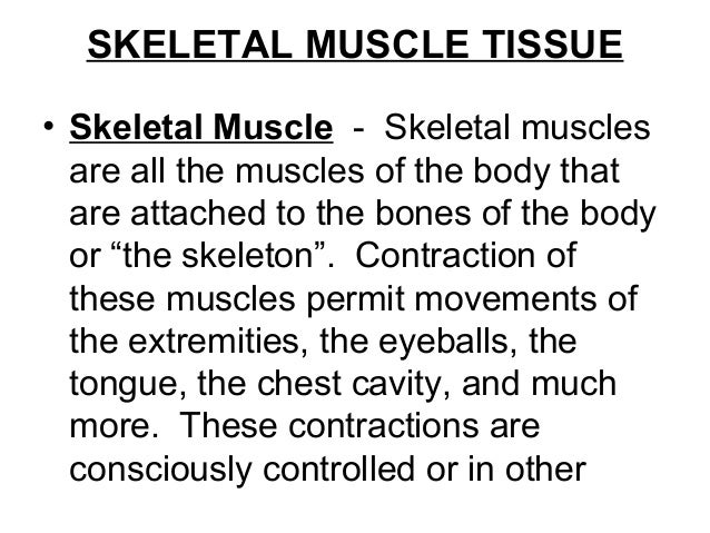 2 skeletal muscle tissue skeletal muscle tissue