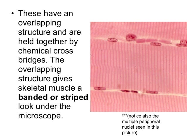 2 skeletal muscle tissue skeletal muscle tissue