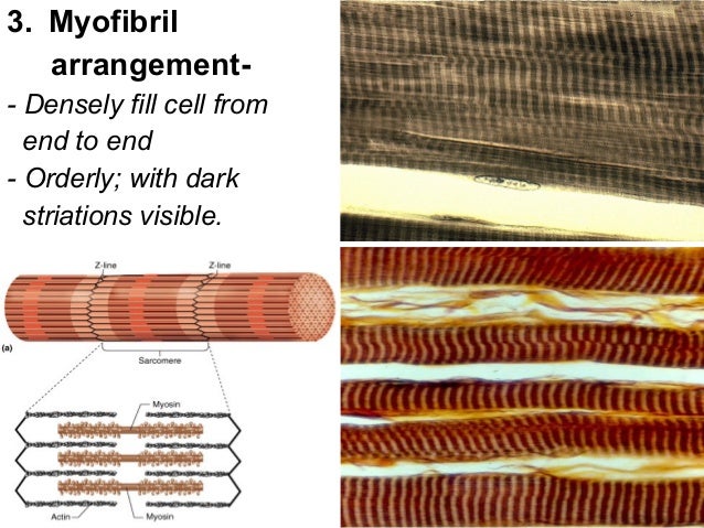 2. skeletal muscle tissue