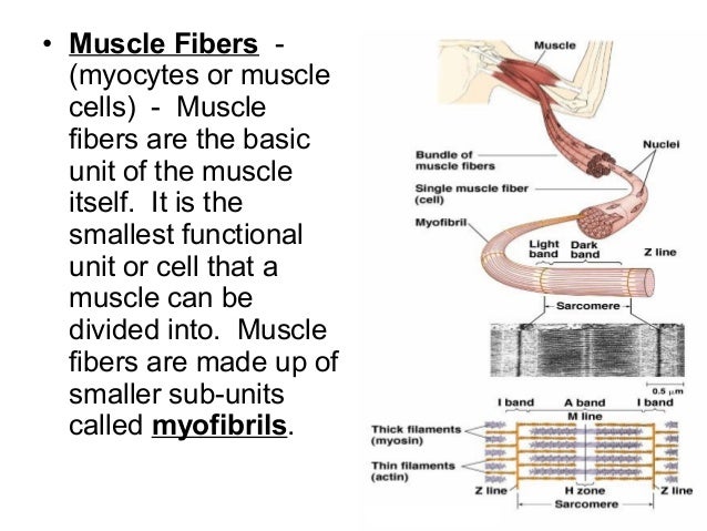2. skeletal muscle tissue