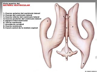 MV. EDGAR H. MURCIA M.
 