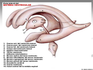 MV. EDGAR H. MURCIA M.
 