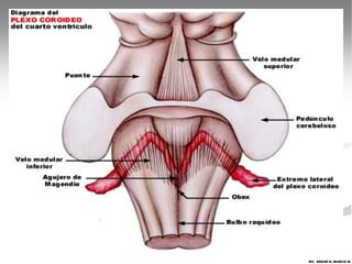 MV. EDGAR H. MURCIA M.
 