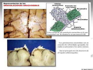 MV. EDGAR H. MURCIA M.
 