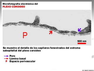 MV. EDGAR H. MURCIA M.
 
