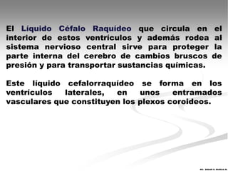 El Líquido Céfalo Raquídeo que circula en             el
interior de estos ventrículos y además rodea          al
sistema nervioso central sirve para proteger         la
parte interna del cerebro de cambios bruscos         de
presión y para transportar sustancias químicas.

Este líquido cefalorraquídeo se forma en los
ventrículos  laterales,  en    unos    entramados
vasculares que constituyen los plexos coroideos.




                                            MV. EDGAR H. MURCIA M.
 