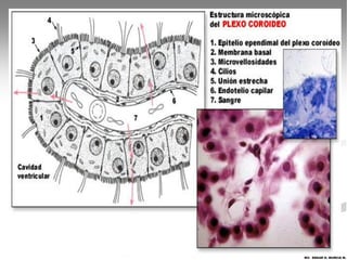 MV. EDGAR H. MURCIA M.
 