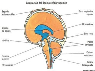 MV. EDGAR H. MURCIA M.
 