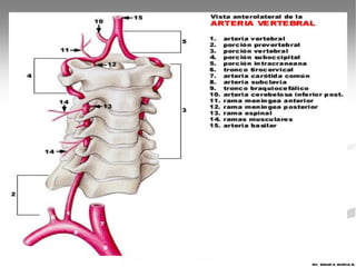 MV. EDGAR H. MURCIA M.
 