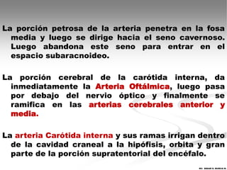 La porción petrosa de la arteria penetra en la fosa
  media y luego se dirige hacia el seno cavernoso.
  Luego abandona este seno para entrar en el
  espacio subaracnoideo.

La porción cerebral de la carótida interna, da
  inmediatamente la Arteria Oftálmica, luego pasa
  por debajo del nervio óptico y finalmente se
  ramifica en las arterias cerebrales anterior y
  media.

La arteria Carótida interna y sus ramas irrigan dentro
  de la cavidad craneal a la hipófisis, orbita y gran
  parte de la porción supratentorial del encéfalo.
                                               MV. EDGAR H. MURCIA M.
 