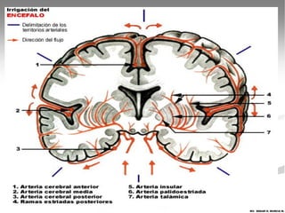 MV. EDGAR H. MURCIA M.
 