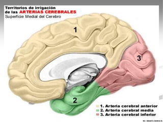 MV. EDGAR H. MURCIA M.
 