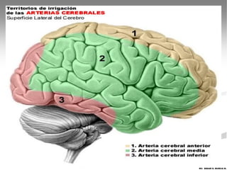 MV. EDGAR H. MURCIA M.
 