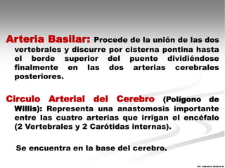 Arteria Basilar:    Procede de la unión de las dos
 vertebrales y discurre por cisterna pontina hasta
 el borde superior del puente dividiéndose
 finalmente en las dos arterias cerebrales
 posteriores.


Circulo Arterial del Cerebro (Polígono de
 Willis): Representa una anastomosis importante
 entre las cuatro arterias que irrigan el encéfalo
 (2 Vertebrales y 2 Carótidas internas).

 Se encuentra en la base del cerebro.

                                            MV. EDGAR H. MURCIA M.
 