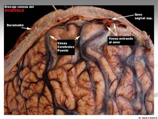 MV. EDGAR H. MURCIA M.
 