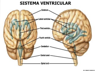SISTEMA VENTRICULAR




                      MV. EDGAR H. MURCIA M.
 