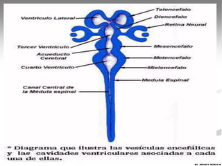 MV. EDGAR H. MURCIA M.
 