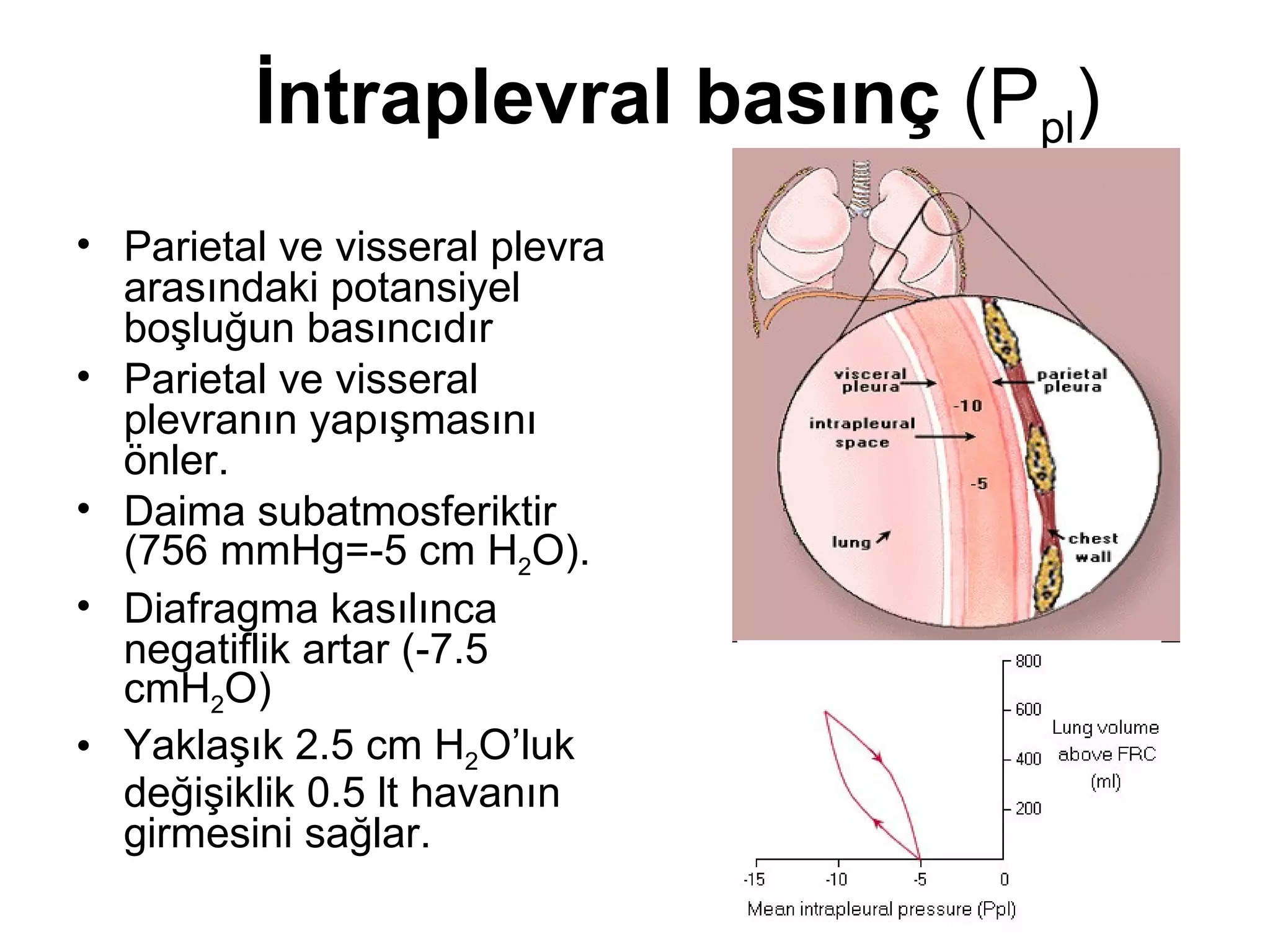 Lt Ppl solunum mekaniği ve ventilayon (fazlası için www.tipfakultesi.org ) | PPT