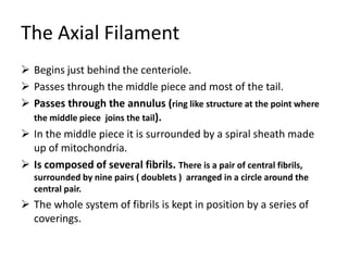 The Axial Filament
 Begins just behind the centeriole.
 Passes through the middle piece and most of the tail.
 Passes through the annulus (ring like structure at the point where
  the middle piece joins the tail).
 In the middle piece it is surrounded by a spiral sheath made
  up of mitochondria.
 Is composed of several fibrils. There is a pair of central fibrils,
   surrounded by nine pairs ( doublets ) arranged in a circle around the
   central pair.
 The whole system of fibrils is kept in position by a series of
  coverings.
 