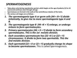 SPERMATOGENESIS
o   Takes place only during reproductive period, which begins at the age of puberty (12 to 16
    years) and continues even through old age.
o   Spermatozoa are formed in the walls of the seminiferous tubules of the testis.
o   The various cell stages are as follows :
1. The spermatogonia type A or germ cells (44 + X+ Y) divide
   mitotically, to give rise to more spermatogonia type A and
   B.
2. The spermatogonia type B (44 +X + Y) enlarge, or undergo
   mitosis to form spermatocytes.
3. Primary spermatocytes (44 + X + Y) divide to form secondary
   spermatocytes. This is the 1st meiotic division.
4. Each secondary spermatocyte has (22 +X ) or (22 + Y)
   chromosomes. It divide to form two spermatids. This the
   2nd meiotic division.
5. Each spermatid (22 + X or 22 + Y) gradually change its shape
   to become spermatozoon. This is called Spermiogenesis.
 