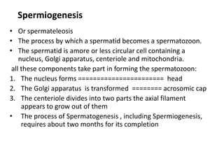 Spermiogenesis
• Or spermateleosis
• The process by which a spermatid becomes a spermatozoon.
• The spermatid is amore or less circular cell containing a
    nucleus, Golgi apparatus, centeriole and mitochondria.
 all these components take part in forming the spermatozoon:
1. The nucleus forms ======================= head
2. The Golgi apparatus is transformed ======== acrosomic cap
3. The centeriole divides into two parts the axial filament
     appears to grow out of them
• The process of Spermatogenesis , including Spermiogenesis,
     requires about two months for its completion
 