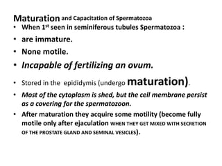 Maturation and Capacitation of Spermatozoa
• When 1st seen in seminiferous tubules Spermatozoa :
• are immature.
• None motile.
• Incapable of fertilizing an ovum.
• Stored in the epididymis (undergo   maturation).
• Most of the cytoplasm is shed, but the cell membrane persist
  as a covering for the spermatozoon.
• After maturation they acquire some motility (become fully
  motile only after ejaculation WHEN THEY GET MIXED WITH SECRETION
  OF THE PROSTATE GLAND AND SEMINAL VESICLES).
 