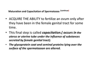 Maturation and Capacitation of Spermatozoa   (continue)



• ACQUIRE THE ABILITY to fertilize an ovum only after
  they have been in the female genital tract for some
  time.
• This final step is called capacitation.( occurs in the
  uterus or uterine tube under the influence of substances
  secreted by female genital tract).
• The glycoprotein coat and seminal proteins lying over the
  surface of the spermatozoon are altered.
 