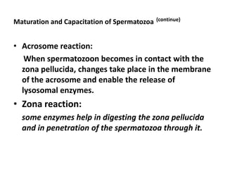 Maturation and Capacitation of Spermatozoa   (continue)



• Acrosome reaction:
   When spermatozoon becomes in contact with the
  zona pellucida, changes take place in the membrane
  of the acrosome and enable the release of
  lysosomal enzymes.
• Zona reaction:
  some enzymes help in digesting the zona pellucida
  and in penetration of the spermatozoa through it.
 