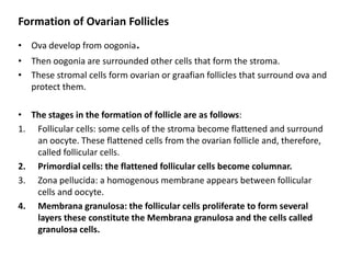 Formation of Ovarian Follicles
• Ova develop from oogonia.
• Then oogonia are surrounded other cells that form the stroma.
• These stromal cells form ovarian or graafian follicles that surround ova and
  protect them.

• The stages in the formation of follicle are as follows:
1. Follicular cells: some cells of the stroma become flattened and surround
   an oocyte. These flattened cells from the ovarian follicle and, therefore,
   called follicular cells.
2. Primordial cells: the flattened follicular cells become columnar.
3. Zona pellucida: a homogenous membrane appears between follicular
   cells and oocyte.
4. Membrana granulosa: the follicular cells proliferate to form several
   layers these constitute the Membrana granulosa and the cells called
   granulosa cells.
 