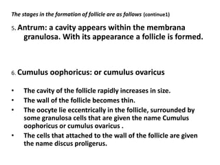 The stages in the formation of follicle are as follows (continue1)

5. Antrum:  a cavity appears within the membrana
     granulosa. With its appearance a follicle is formed.



6. Cumulus      oophoricus: or cumulus ovaricus

•    The cavity of the follicle rapidly increases in size.
•    The wall of the follicle becomes thin.
•    The oocyte lie eccentrically in the follicle, surrounded by
     some granulosa cells that are given the name Cumulus
     oophoricus or cumulus ovaricus .
•    The cells that attached to the wall of the follicle are given
     the name discus proligerus.
 