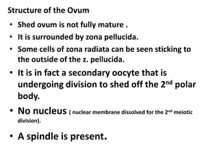 Structure of the Ovum
• Shed ovum is not fully mature .
• It is surrounded by zona pellucida.
• Some cells of zona radiata can be seen sticking to
  the outside of the z. pellucida.
• It is in fact a secondary oocyte that is
  undergoing division to shed off the 2nd polar
  body.
• No nucleus ( nuclear membrane dissolved for the 2   nd   meiotic
  division).

• A spindle is present.
 