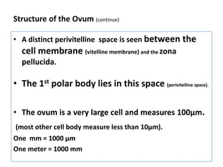 Structure of the Ovum (continue)

• A distinct perivitelline space is seen between the
  cell membrane (vitelline membrane) and the zona
  pellucida.

• The 1st polar body lies in this space (perivitelline space).

• The ovum is a very large cell and measures 100µm.
(most other cell body measure less than 10µm).
One mm = 1000 µm
One meter = 1000 mm
 