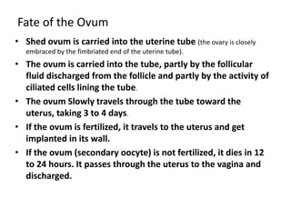 Fate of the Ovum
• Shed ovum is carried into the uterine tube (the ovary is closely
  embraced by the fimbriated end of the uterine tube).
• The ovum is carried into the tube, partly by the follicular
  fluid discharged from the follicle and partly by the activity of
  ciliated cells lining the tube.
• The ovum Slowly travels through the tube toward the
  uterus, taking 3 to 4 days.
• If the ovum is fertilized, it travels to the uterus and get
  implanted in its wall.
• If the ovum (secondary oocyte) is not fertilized, it dies in 12
  to 24 hours. It passes through the uterus to the vagina and
  discharged.
 
