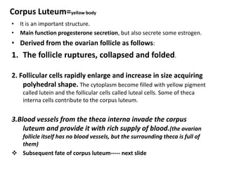 Corpus Luteum=yellow body
• It is an important structure.
• Main function progesterone secretion, but also secrete some estrogen.
• Derived from the ovarian follicle as follows:
1. The follicle ruptures, collapsed and folded.

2. Follicular cells rapidly enlarge and increase in size acquiring
    polyhedral shape. The cytoplasm become filled with yellow pigment
    called lutein and the follicular cells called luteal cells. Some of theca
    interna cells contribute to the corpus luteum.


3.Blood vessels from the theca interna invade the corpus
    luteum and provide it with rich supply of blood.(the ovarian
  follicle itself has no blood vessels, but the surrounding theca is full of
  them)
 Subsequent fate of corpus luteum----- next slide
 