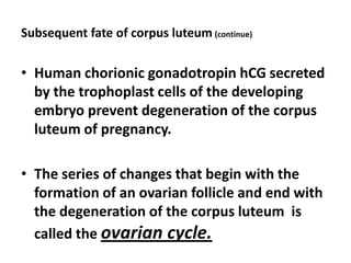 Subsequent fate of corpus luteum (continue)

• Human chorionic gonadotropin hCG secreted
  by the trophoplast cells of the developing
  embryo prevent degeneration of the corpus
  luteum of pregnancy.

• The series of changes that begin with the
  formation of an ovarian follicle and end with
  the degeneration of the corpus luteum is
  called the ovarian cycle.
 