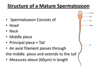 Structure of a Mature Spermatozoon

• Spermatozoon Consists of
• Head
• Neck
• Middle piece
• Principal piece = Tail
• An axial filament passes through
the middle piece and extends to the tail
• Measures about (60µm) in length
 