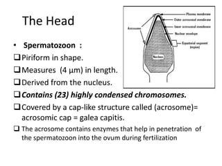 The Head
• Spermatozoon :
Piriform in shape.
Measures (4 µm) in length.
Derived from the nucleus.
Contains (23) highly condensed chromosomes.
Covered by a cap-like structure called (acrosome)=
  acrosomic cap = galea capitis.
 The acrosome contains enzymes that help in penetration of
  the spermatozoon into the ovum during fertilization
 