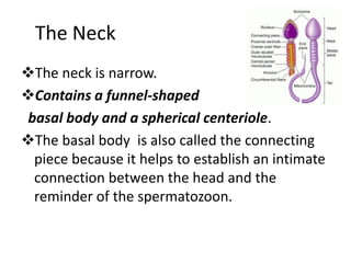 The Neck
The neck is narrow.
Contains a funnel-shaped
 basal body and a spherical centeriole.
The basal body is also called the connecting
  piece because it helps to establish an intimate
  connection between the head and the
  reminder of the spermatozoon.
 