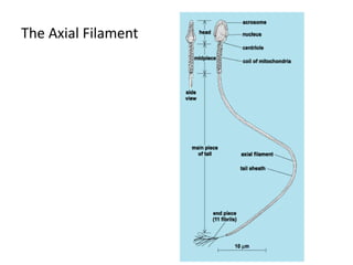 The Axial Filament
 
