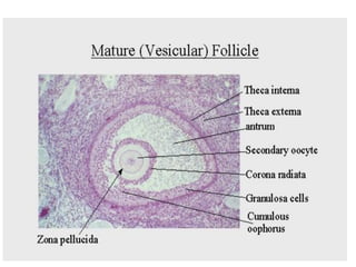 FACTORS LEAD TO OVULATION
1. High LH (luteinizing hormone) concentration.
2. Increase activity of collagenase enzyme.
   (...