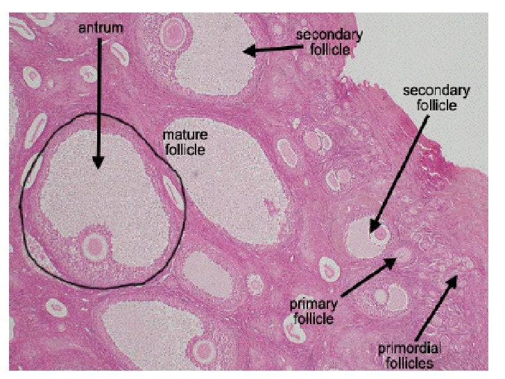 2 Spermatogenesis & Oogenesis