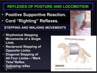 Comprehensive Overview of Spinal Cord Functions and Reflexes in ...