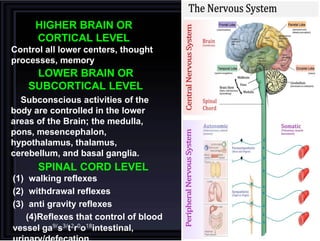 Comprehensive Overview of Spinal Cord Functions and Reflexes in ...