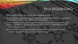 Structure and Replication of DNA. Biology University. | PDF