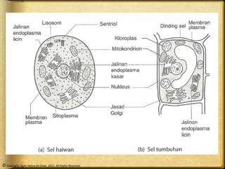 Tumbuhan 1 sel tingkatan Jenis Dan