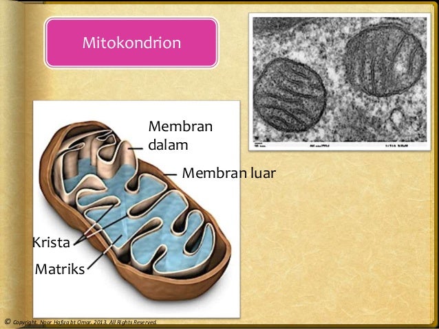 Bab 2 Struktur Sel Dan Organisasi Sel