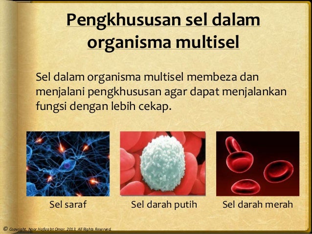 Sel Biologi Wikipedia Bahasa Indonesia Ensiklopedia Bebas