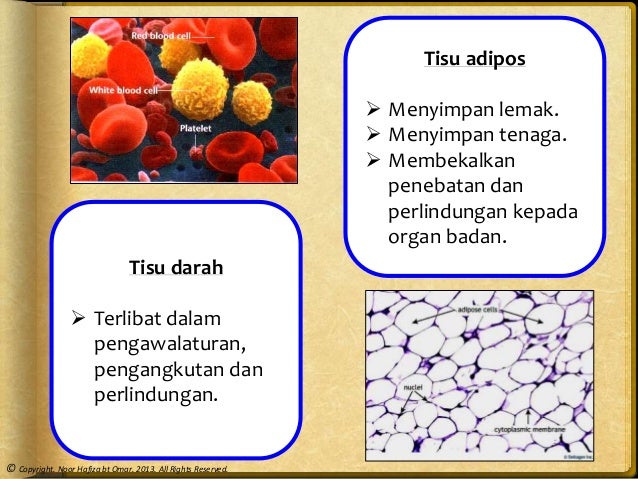 76 Gambar Bentuk Bentuk Sel Paling Keren 76 Gambar Bentuk Bentuk Sel Paling Keren