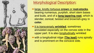 large, knotty tortuous crown or root-stocks,
bearing numerous, purplish, short stem bases
and buds, and of a long tapering root, which is
slender, conical, twisted and brownish-grey in
color.
it is transversely wrinkled, sometimes
annulated especially on the convex side in the
upper part. It is also longitudinally wrinkled
with a longitudinal ridge (The keel) runs spirally
and is prominent on the concave side.
 